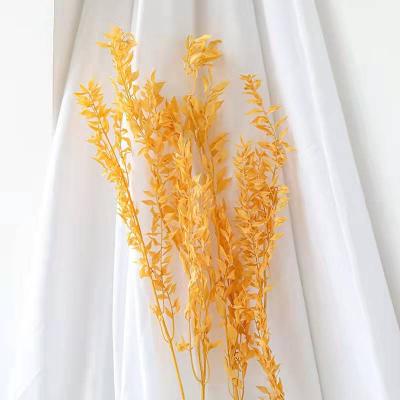 China Touch Real Nature Decorative Flowers Dried Flowers Other Decorative Flowers And Plants Dried Ruscus Artificial Ruscus For Valentines Day for sale