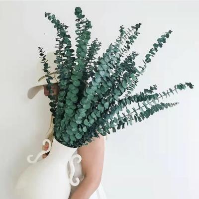 China Natural Eucalyptus Leaves Wholesale Boho Dried Flower Hot Selling Dried Eucalyptus Leaves For Wedding Or Decorative Gifts for sale