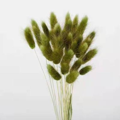 China 2022 Rabbit Tail Dry Grass The Most Popular Home Decoration Natural Wedding Decoration Flower Wall Decor Venue Rabbit Tail Grass for sale