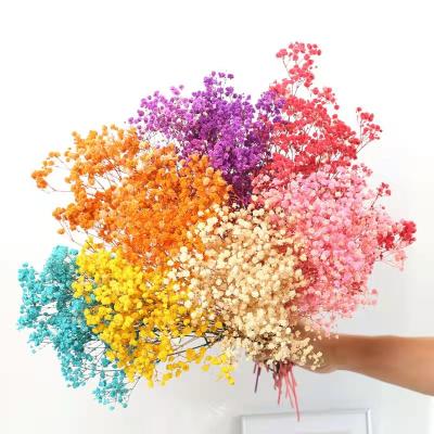 China Wholesale Fresh Babysbreath Valentine Gifts Preserved Baby's Breath Flowers Gypsophila Preserved Babysbreath Decorative Flowers for sale