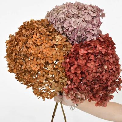 China Wedding Party Preserved Hydrangea Wholesale Decoration Anna Hydrangeas Flowers For Decorative Eternal Gifts for sale