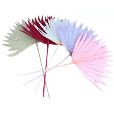 China BOHO Amazon Hot Seller Dried Flowers and Plants Palm Leaves Natural Sun Palm Dry Spear for Home and Bouquets for sale