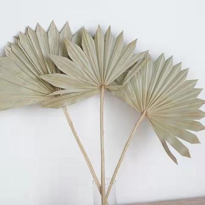 China BOHO Dried Flowers and Plants Palm Leaves Natural Sun Palm Dried Spear for Home and Bouquets for sale