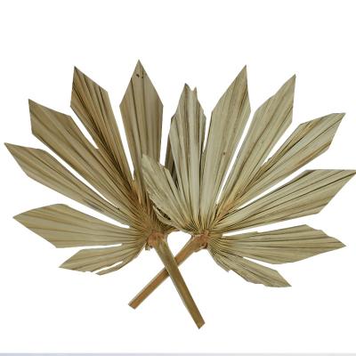 China BOHO Amazon Success Palm Leaves Natural Color Dry Flower Palm Dried Spear For Home And Wedding for sale