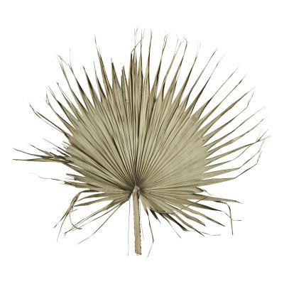 China BOHO Yunnan Wholesaler Wedding Decoration Flower Florist Dried Palm Leaf Natural Dry Palm Leaves Preserved Fan Palm Leaves for sale