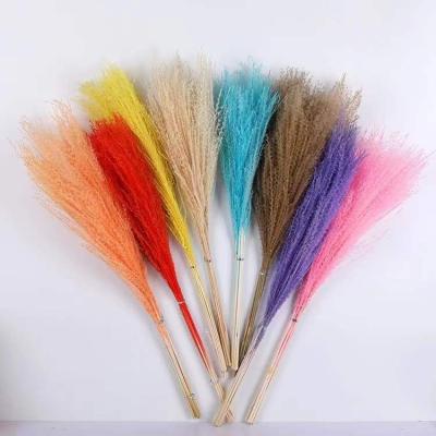 China Wedding Decoration Flowers Ponytail Beater Grass Wholesale Natural Colorful Preserved Pampas Grass For Decorative Wedding for sale