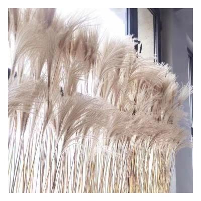 China Amazon Hot Seller Decor Natural Dry Pampas Grass Events Decoration Small Dry Pampas Reed Fluffy Horse Tail Grass for Home and Bouquets for sale