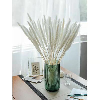 China Boho pampas grass decor flower long lasting natural dry bouquet real dried small pampas grass for home decor and wedding for sale