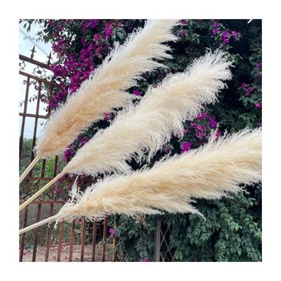 China Designs Beige Pampas Grass 120CM Bouquet Dry Flower Pampas Fluffy Decorative Flowers For Home Decoration for sale