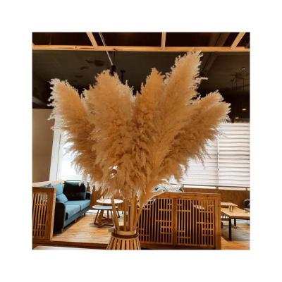 China Party Free Sample Hot Sale Dried Flowers Pampas Grass For Party Decorative Home Decoration for sale