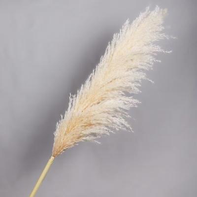 China 2021 New Arrivals Natural Pampas Dried Flowers Pampas Grass Original Natural Beige Pampas Grass Large Fluffy Pampas For Home and Weeding for sale