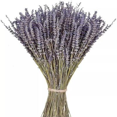 China DRY FLOWERS Dried Flowers French Wholesale Dry Lavender Group Preserved Lavender For Home Or Decorative Gifts for sale