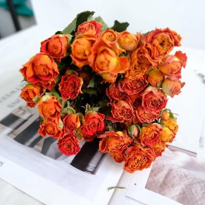 China Dried Flower Dried Roses Yunnan Factory Hot Sale Dried Flowers Dried Roses For Wedding Party Or Decorative Gifts for sale