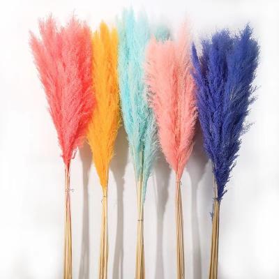 China Wedding Party Gifts Wholesale Customized Natural Pampas Grass Wedding Flowers 90-120 cm Large Color For Home Decoration for sale