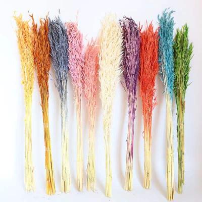 China Preserved Oats 2022 Yunnan Factory Directly Selling Hot Selling Preserved Oats Decorative Wedding Or Gifts for sale