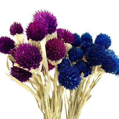 China Hot Selling Dried Flower Gomphrena globosa Plant Dried Flowers Directly Dried Gomphrena globosa for Wedding or Decorative Gifts for sale