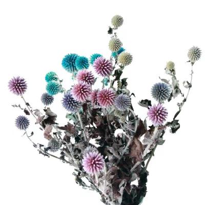 China Hot Sale Nature Ecoinops Sphaerocephalus Dried Blue Flowers Plant and Ecoinops Latifolius for Wedding Party or Decorative Gifts for sale