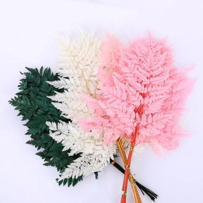 China Preserved Flowers Nature Dried Alpine Fern High Quality Preserved Fern To Leave Lasting Natural Flowers For Home Decoration for sale