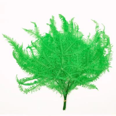 China Preserved Flowers Preserved Flowers Fern Leaf Hot Selling Arachniodes Fern Leaves For Mother's Day And Home Party Decorative for sale