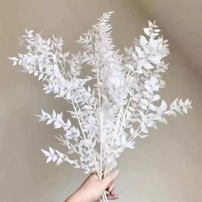 China 2022 Hot Sale Wholesale Preserved Flowers Preserved Flowers Decorative Ruscus As A Gift Or Decorations For Wedding for sale