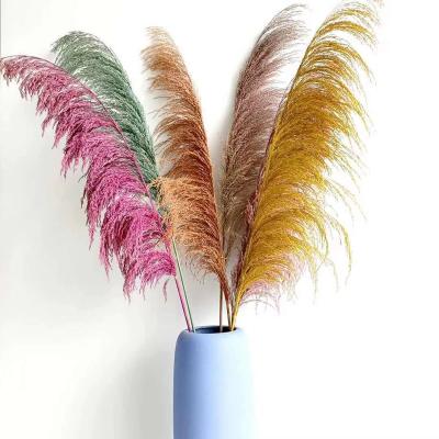 China Wholesale Hot Sale Natural Preserved Pampas Grass Customized Color Preserved Pampas Grass For Wedding Decoration for sale