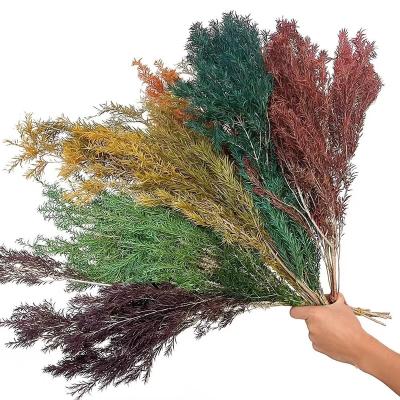 China Preserved Flowers Wholesale Home Decorative Flowers Dried Natural Preserved Everlasting Leaf Plants Melaleuca Bracteata for sale