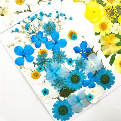 China Designs 2021 Hot Selling Cheap Wholesale DIY Preserved Real Flower Dried Pressed Cards for sale