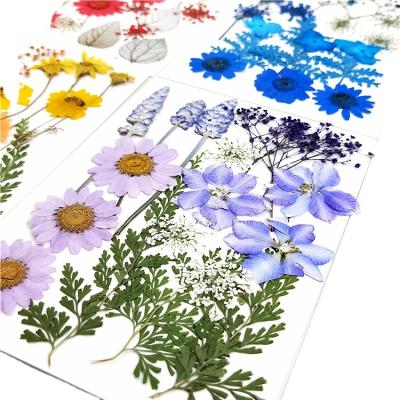 China Cheap Combination Designs Makeup Natural Real Flower Flower Dried Flower Embossing Pressed Cards For Decoration for sale