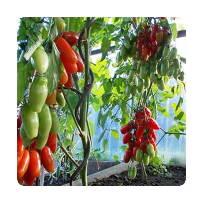 China Best Quality Plant Support China Manufacturer Tomatoes Plant Growth Climping Support for sale