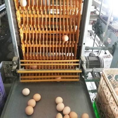 China Commercial Welded Automatic Poultry Field Wire Mesh Panel Live Chicken Transport Cage Systems Poultry Farm for sale