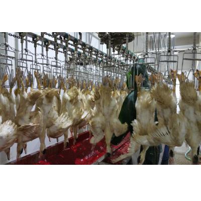 Cina Apparecchiature per l'abbattimento di pollame per polli di pollo per polli di pollo in vendita