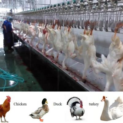 China Halal Complete Full Function Poultry Chicken Slaughtering Machine Line for sale