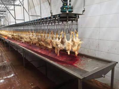 China 1000 Chicken Per Hour Bph Complete Mini Poultry Processing Line Slaughter Plant for sale