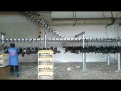 Stainless steel 304 Plucking machine of chicken slaughtering line with different capacity