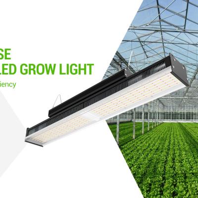 China Commercial FLOWER greenhouse lights waterproof 660w 330w ip65 LM301B LED LIGHTING FOR GREENHOUSE GROWING for sale