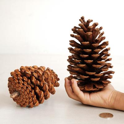 China Creative Handwork Christmas Handmade Decoration Gift Dried Flower Pine Cones Thanksgiving Mini Brown Pine Cones Rustic For Home Party for sale