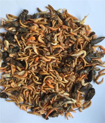 China Viable freeze-dried crickets+mealworm+shrimp for sale