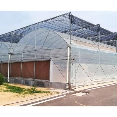 China Stable Structure Easily Assembled Multi Span Agriculture Commercial Plastic Film Greenhouse For Tomato for sale