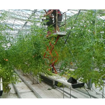 China Heat Insulation Quilt Turnkey Projects Multi-Span Polycarbonate Greenhouses Greenhouse Agricultural For Tomato Farm Greenhouse for sale