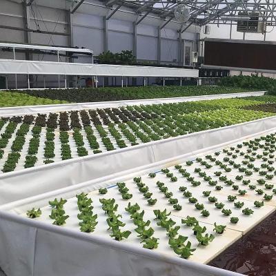 China Leafy Vegetable Greenhouse Hydroponics DFT Growing High Efficient Commercial Hydroponic Growing System For Sale for sale