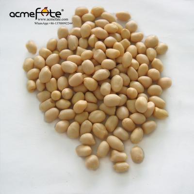 China Fresh High Quality Blanched Peanut 25/29 for sale