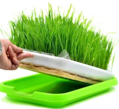 China Indoor Plant Grow Vegetables PP Plastic Flat Indoor Plant Grow Green Seeding Microgreen Plastic Sprout Tray for sale