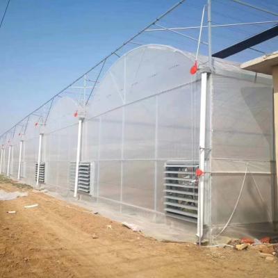 China Greenhouse Seedling Raising Multi Purpose Planting Durable Multi Span Frame Commercial Greenhouse Cost Agricultural for sale