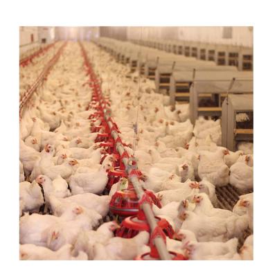 China Long Life Automatic Chicken Farm Poultry Feeder And Drinker System For Broilers for sale