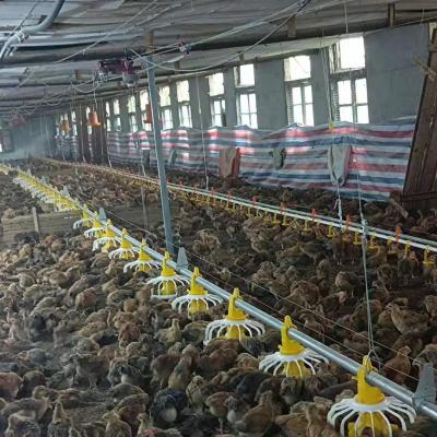 China Automatic Long Life And Potable Poultry Equipments Feeding System For Breeder for sale