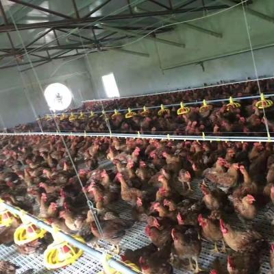 China Long Life Good Quality Poultry Automatic Feeding System Chiken Farm System Feeding for sale