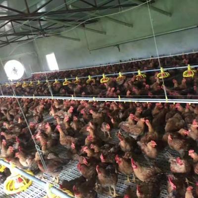 China Long Life Poultry Farm Equipment Automatic Feeding System Poultry Automatic Nipple Drinking System for sale