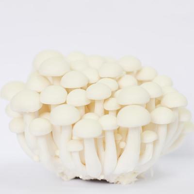 China Fresh Safe and Healthy White Nutritious Organic Mushrooms Sprinkles Fresh for sale