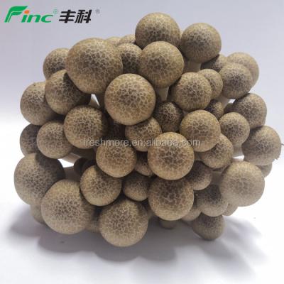 China China Fresh Factory Provided Good Quality Soup Mushroom Shimeji Mushrooms For Fresh Beef Salad Mushrooms for sale