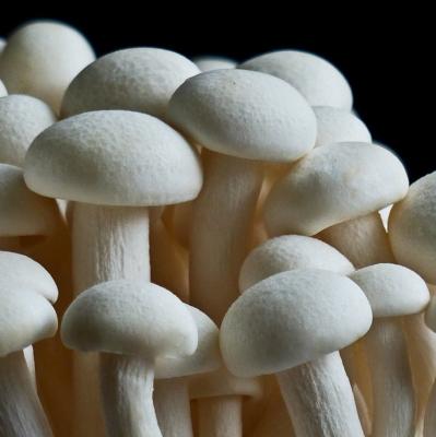 China white shimeji shimeji factory sale factory sale mushroom price shimeji fresh hot white raw white mushroom for sale